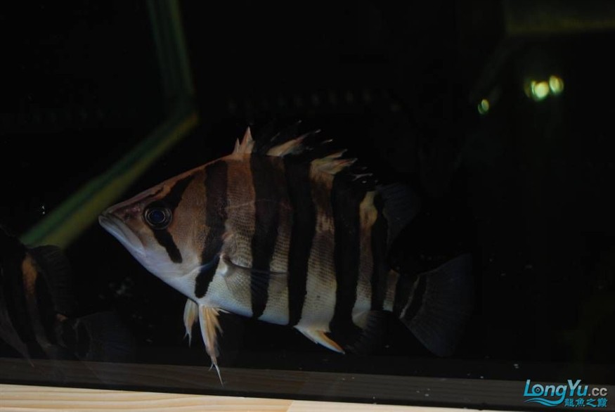 熱烈期盼魚友真實評價我的龍魚虎魚期待中