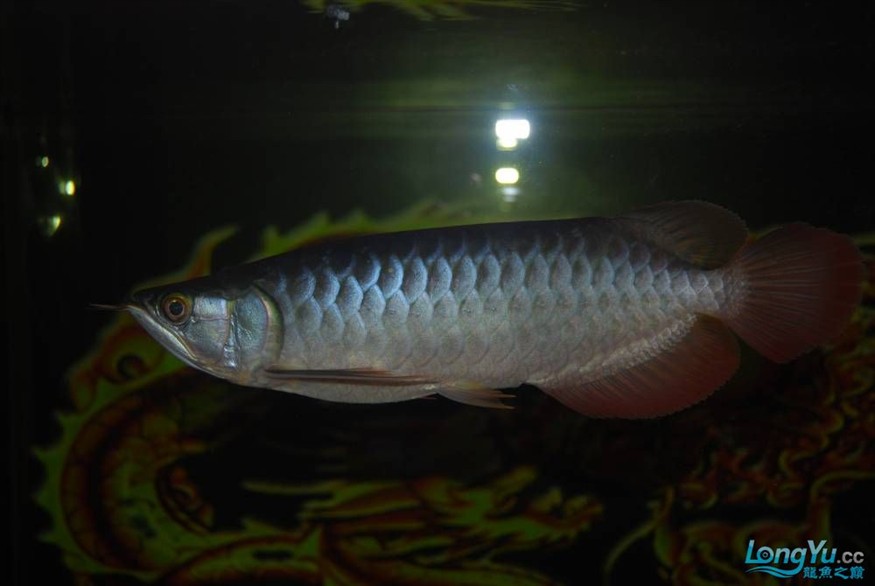 熱烈期盼魚友真實評價我的龍魚虎魚期待中