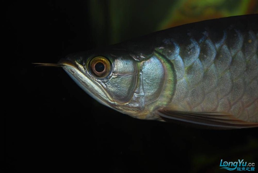 熱烈期盼魚友真實評價我的龍魚虎魚期待中