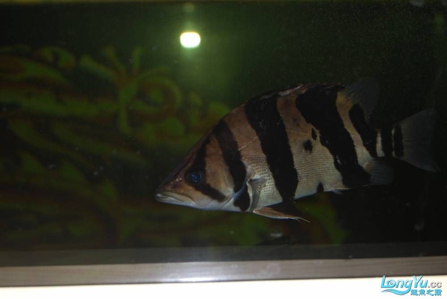 熱烈期盼魚友真實評價我的龍魚虎魚期待中
