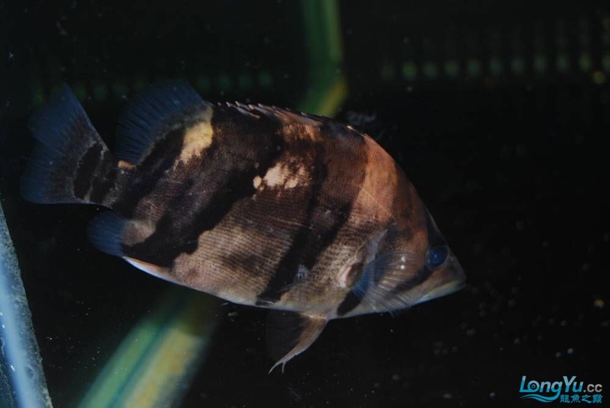 熱烈期盼魚友真實評價我的龍魚虎魚期待中
