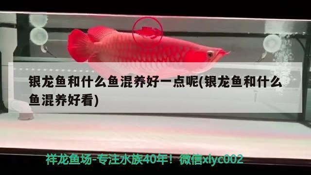 銀龍魚和什么魚混養好一點呢(銀龍魚和什么魚混養好看) 銀龍魚和什么魚混養好一點呢(銀龍魚和什么魚混養好看) 銀龍魚百科