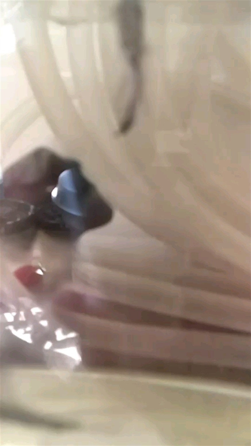 虎魚運輸途中幾乎不動了