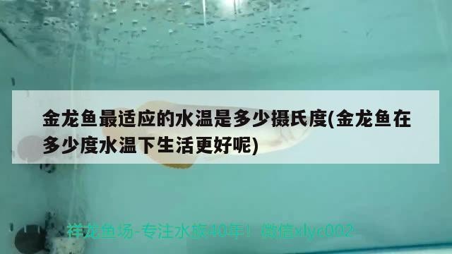 印尼紅龍魚怎么換水（印尼紅龍魚怎么養(yǎng)才是紅眼）