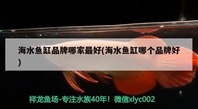 印尼紅龍魚怎么換水（印尼紅龍魚怎么養(yǎng)才是紅眼）