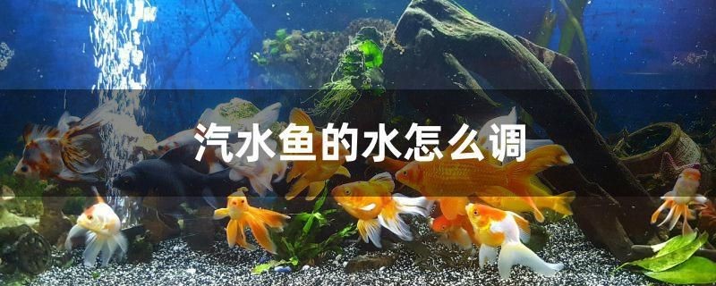汽水魚的水怎么調 汽水魚的水怎么調 紅龍魚百科