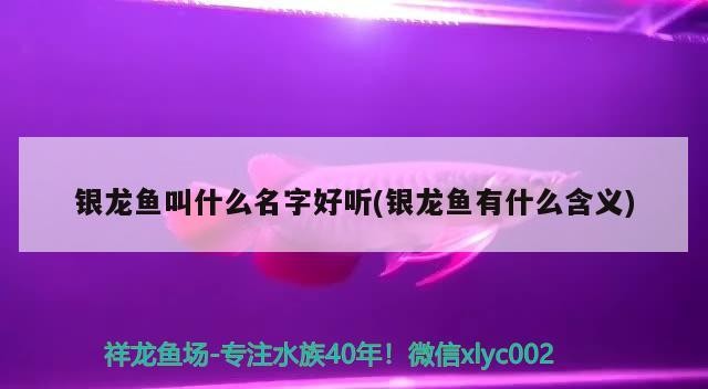 銀龍魚叫什么名字好聽(銀龍魚有什么含義) 銀龍魚叫什么名字好聽(銀龍魚有什么含義) 銀龍魚百科