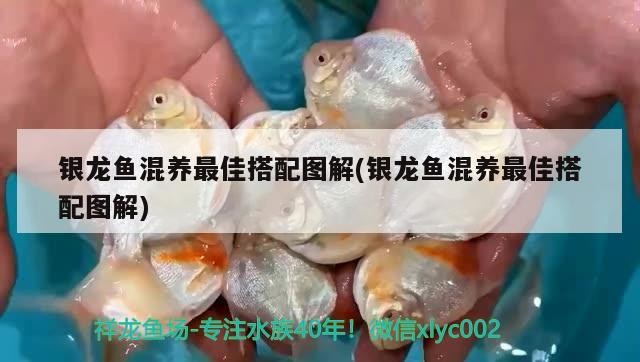 銀龍魚(yú)混養(yǎng)最佳搭配圖解(銀龍魚(yú)混養(yǎng)最佳搭配圖解)