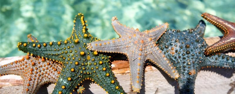 海星是什么動物類型吃什么 海星是什么動物類型吃什么 紅龍魚百科