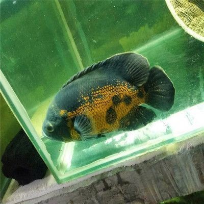 紅龍魚爬缸不愛吃東西怎么回事（紅龍魚爬缸不愛吃東西怎么回事兒）