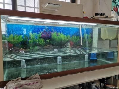 大洋魚缸怎么樣：大洋魚缸制冷公司