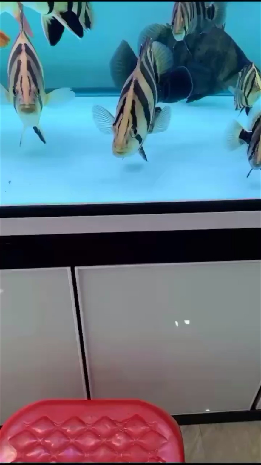 有身材的虎魚最迷人