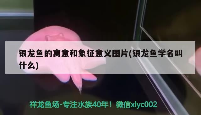 銀龍魚的寓意和象征意義圖片(銀龍魚學名叫什么) 銀龍魚的寓意和象征意義圖片(銀龍魚學名叫什么) 銀龍魚百科