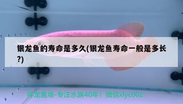 銀龍魚的壽命是多久(銀龍魚壽命一般是多長?) 銀龍魚的壽命是多久(銀龍魚壽命一般是多長?) 銀龍魚百科