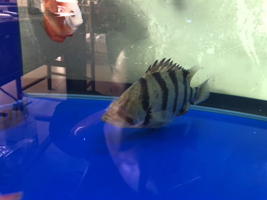 這個是虎魚嗎？