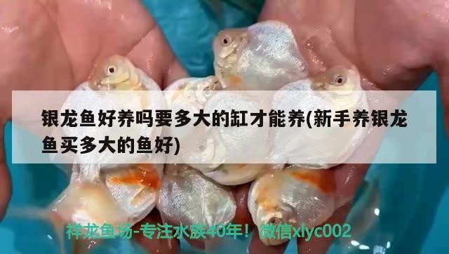 銀龍魚好養(yǎng)嗎要多大的缸才能養(yǎng)(新手養(yǎng)銀龍魚買多大的魚好) 銀龍魚好養(yǎng)嗎要多大的缸才能養(yǎng)(新手養(yǎng)銀龍魚買多大的魚好) 銀龍魚百科