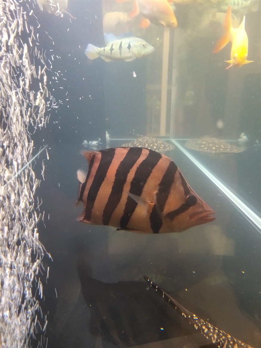 為什么別人的虎魚是黃的我的是紅的？