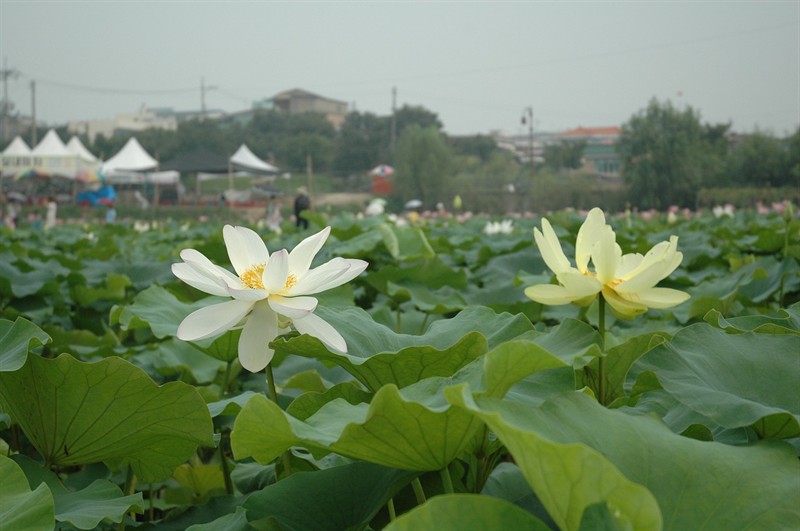 騰缸處理虎魚