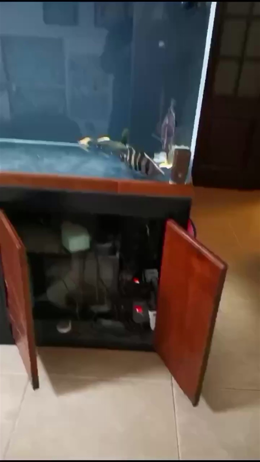 上岸出兩個虎魚 上岸出兩個虎魚 虎魚百科 第1張