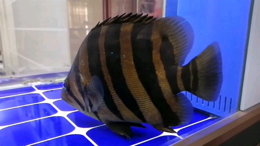 求助：虎魚收鰭不進(jìn)食