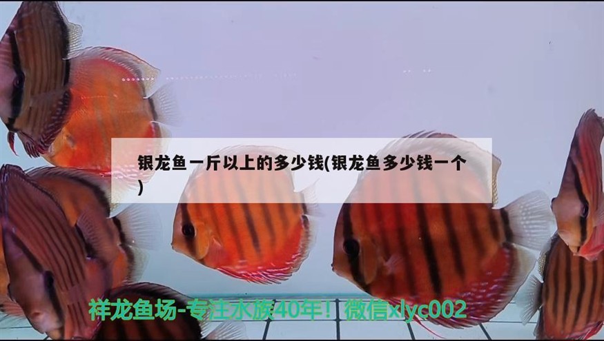 銀龍魚一斤以上的多少錢(銀龍魚多少錢一個)