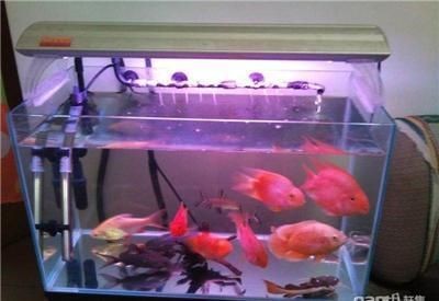超白魚缸分幾種？：如何挑選超白魚缸