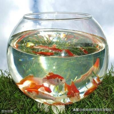 魚缸放在臥室可能會導致房間變得潮濕嗎？：放魚缸在房間內有可能導致房間變得潮濕以下是詳細的解釋