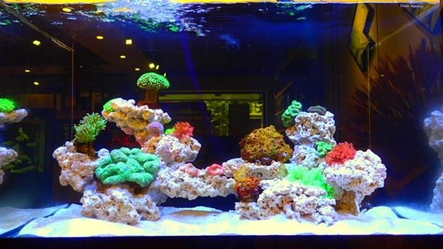 魚缸放在臥室可能會導致房間變得潮濕嗎？：放魚缸在房間內有可能導致房間變得潮濕以下是詳細的解釋