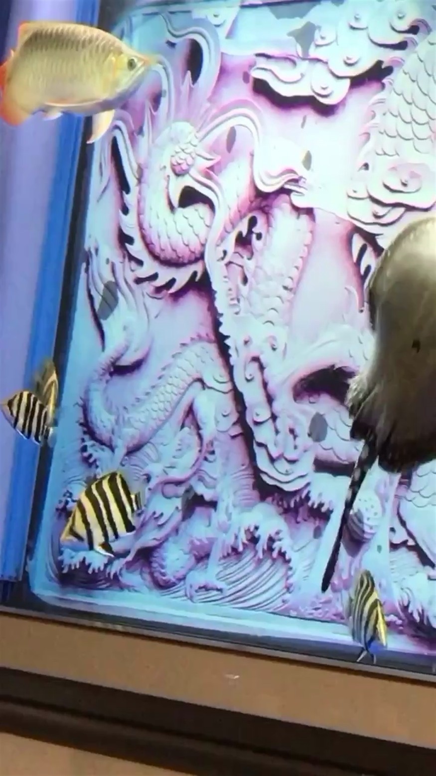 虎魚七兄弟有一條隱身虎