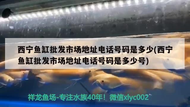 西寧魚缸批發市場地址電話號碼是多少(西寧魚缸批發市場地址電話號碼是多少號)
