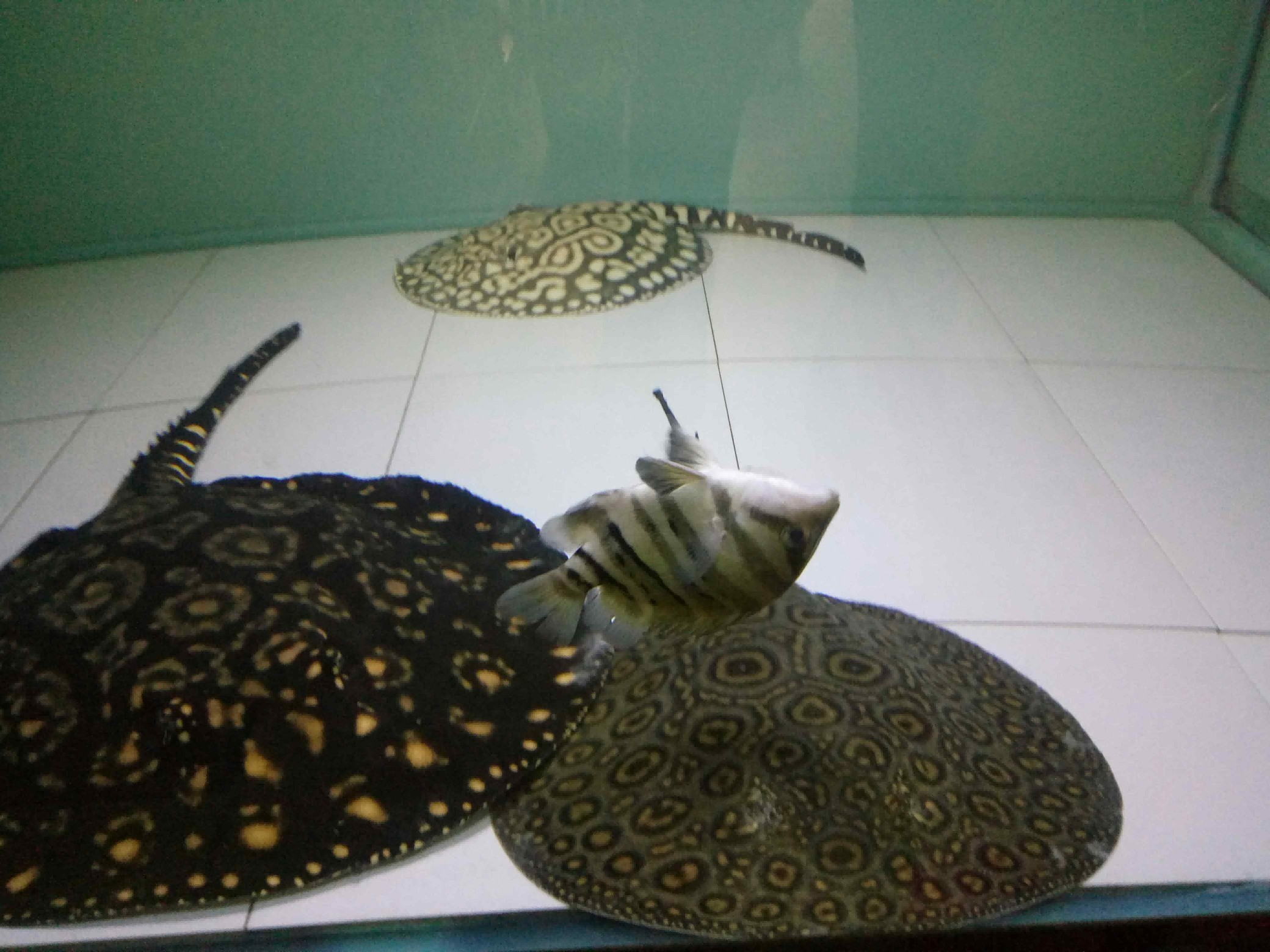 好久沒有見到虎魚這樣了 虎魚百科 第4張 好久沒有見到虎魚這樣了 好久沒有見到虎魚這樣了 虎魚百科 第4張