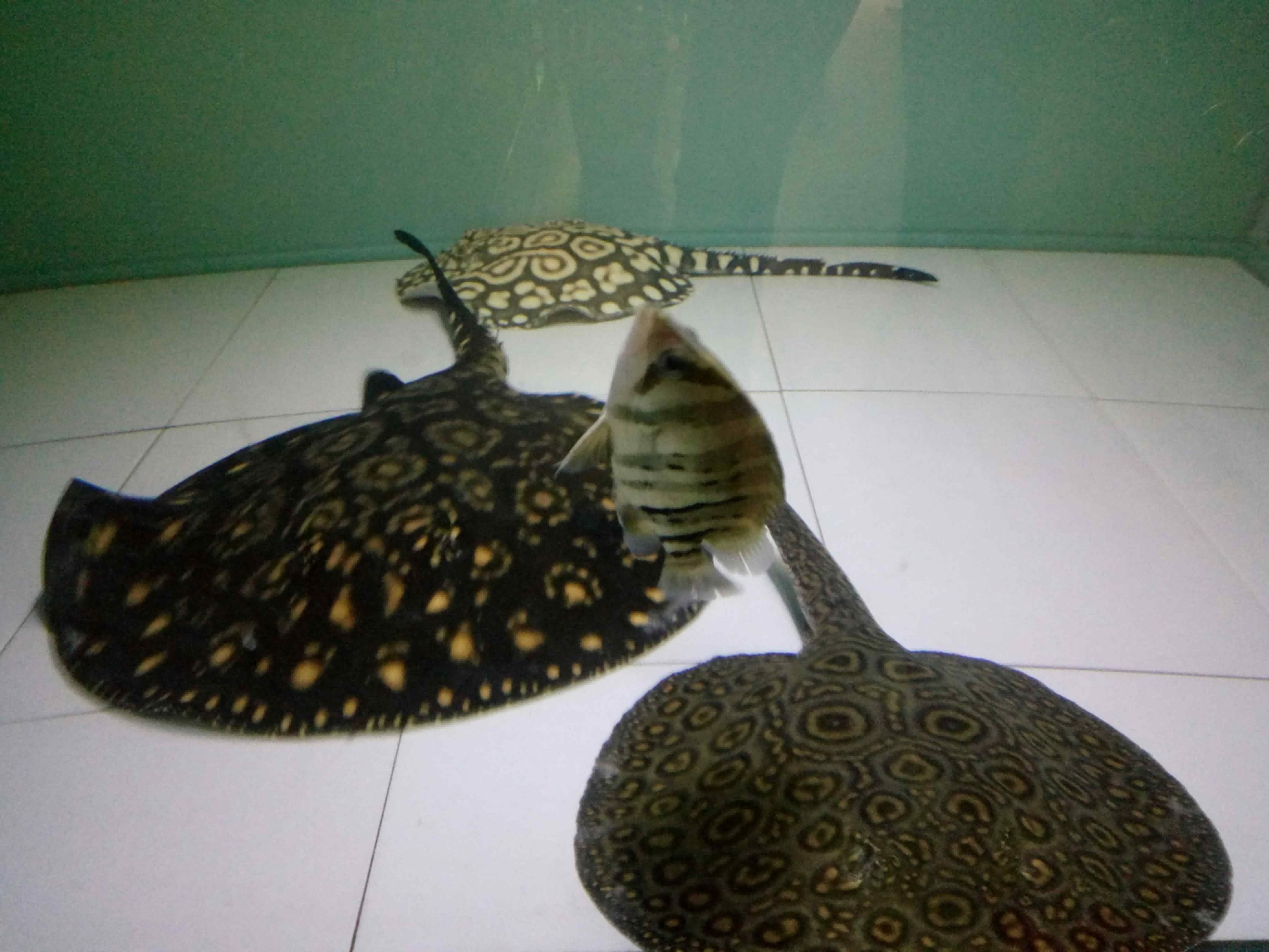 好久沒有見到虎魚這樣了 虎魚百科 第5張 好久沒有見到虎魚這樣了 好久沒有見到虎魚這樣了 虎魚百科 第5張