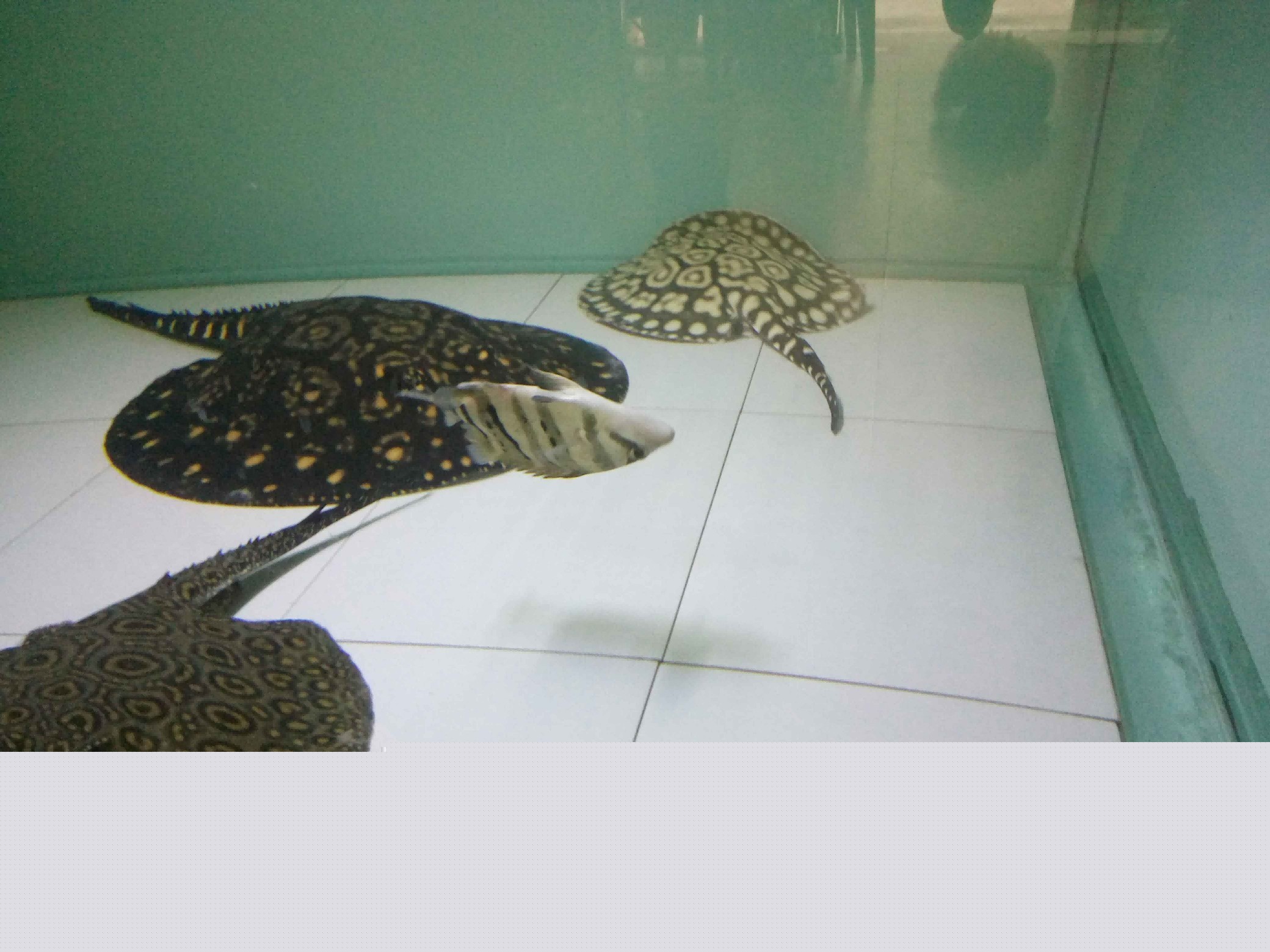 好久沒有見到虎魚這樣了 好久沒有見到虎魚這樣了 虎魚百科 第6張