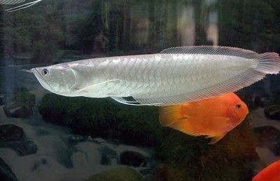紅龍魚養殖技術大全圖解（紅龍魚養殖技術大全圖解視頻）