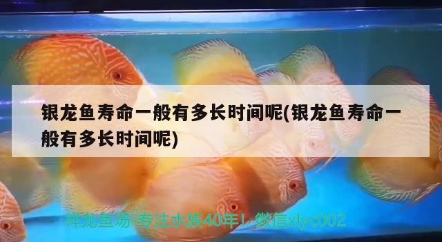 銀龍魚壽命一般有多長時(shí)間呢(銀龍魚壽命一般有多長時(shí)間呢) 銀龍魚壽命一般有多長時(shí)間呢(銀龍魚壽命一般有多長時(shí)間呢) 銀龍魚百科