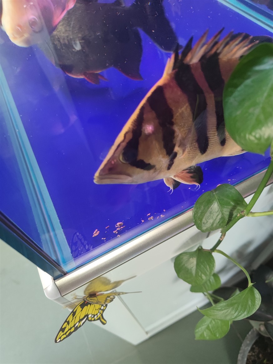 虎魚長(zhǎng)包