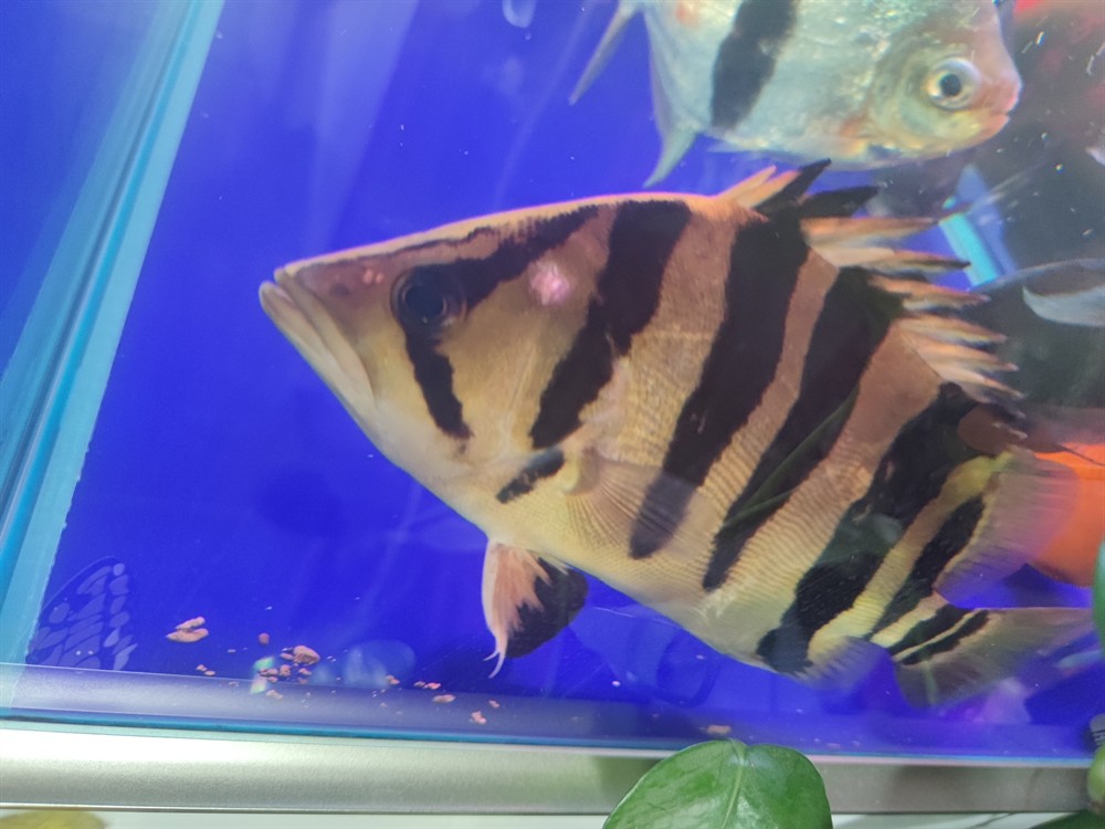 虎魚長(zhǎng)包
