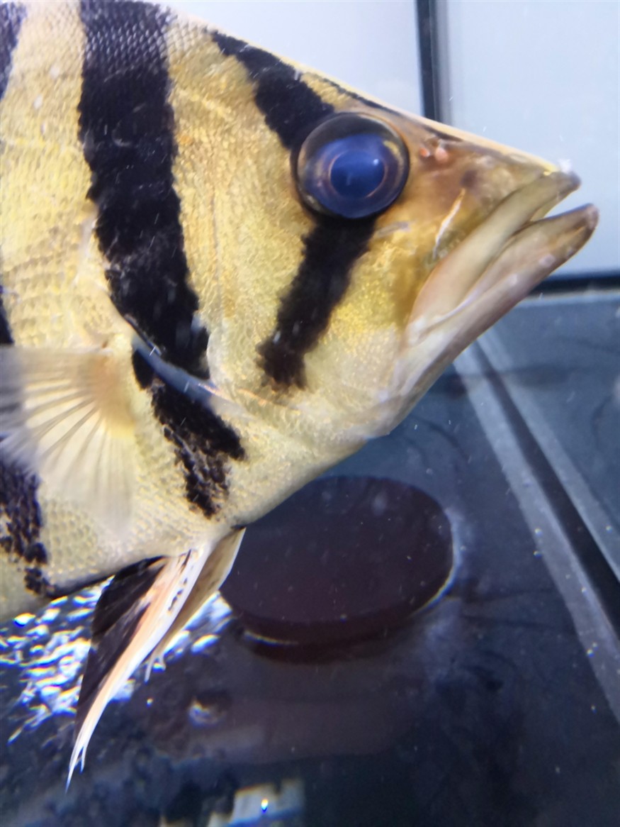 虎魚救急