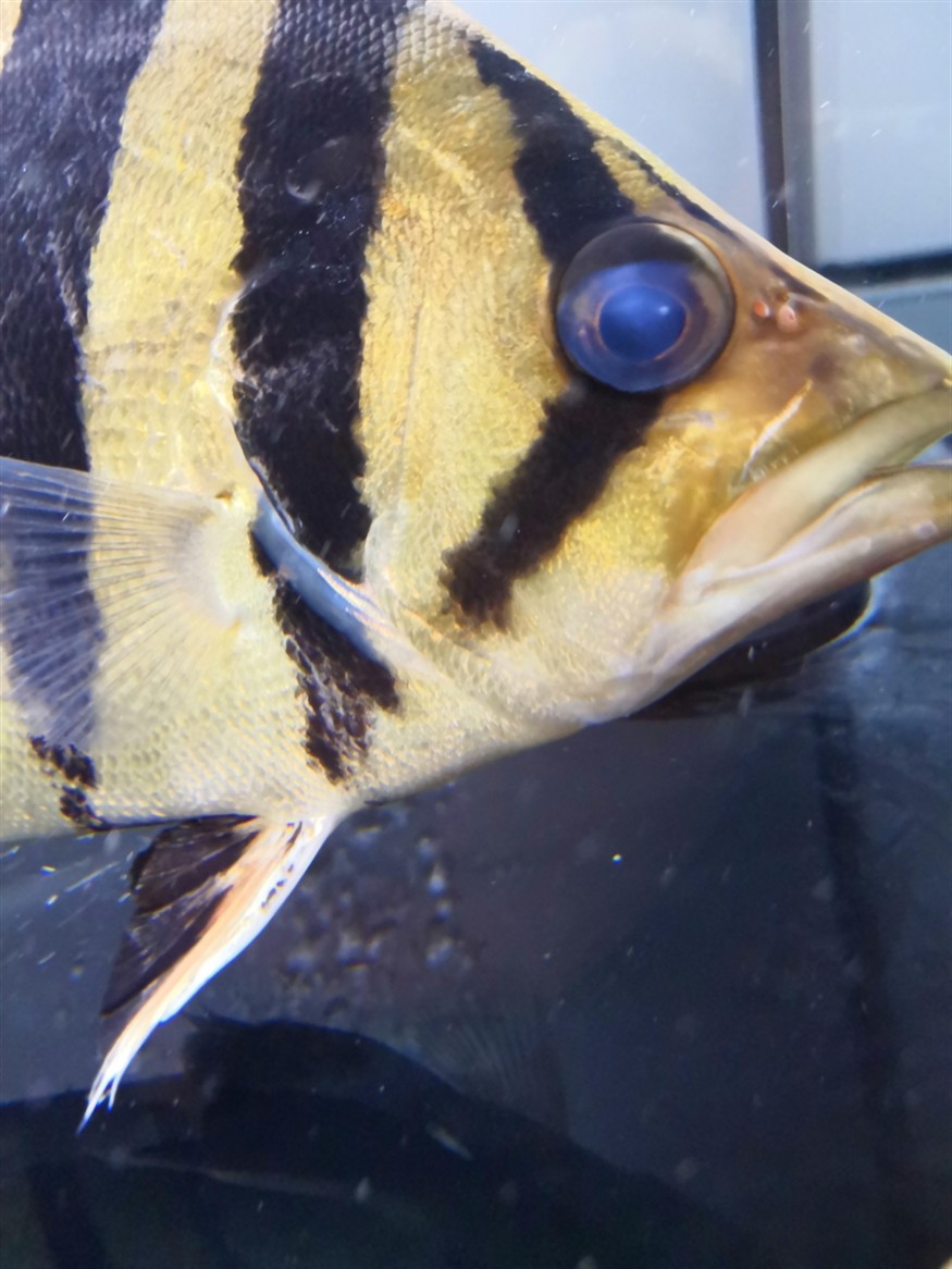 虎魚救急