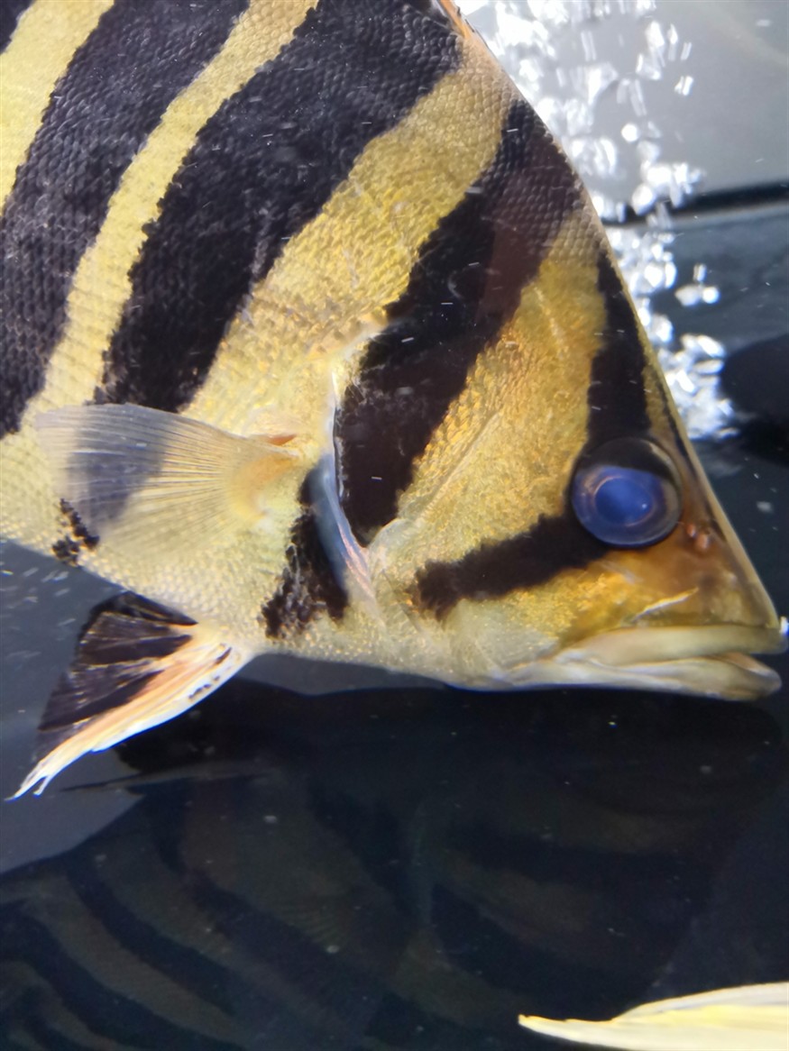 虎魚救急