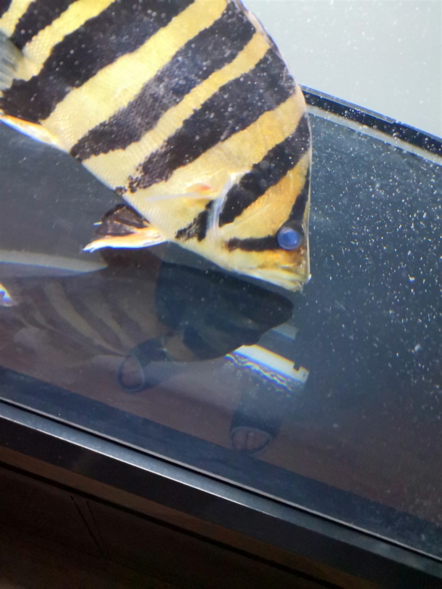 虎魚救急