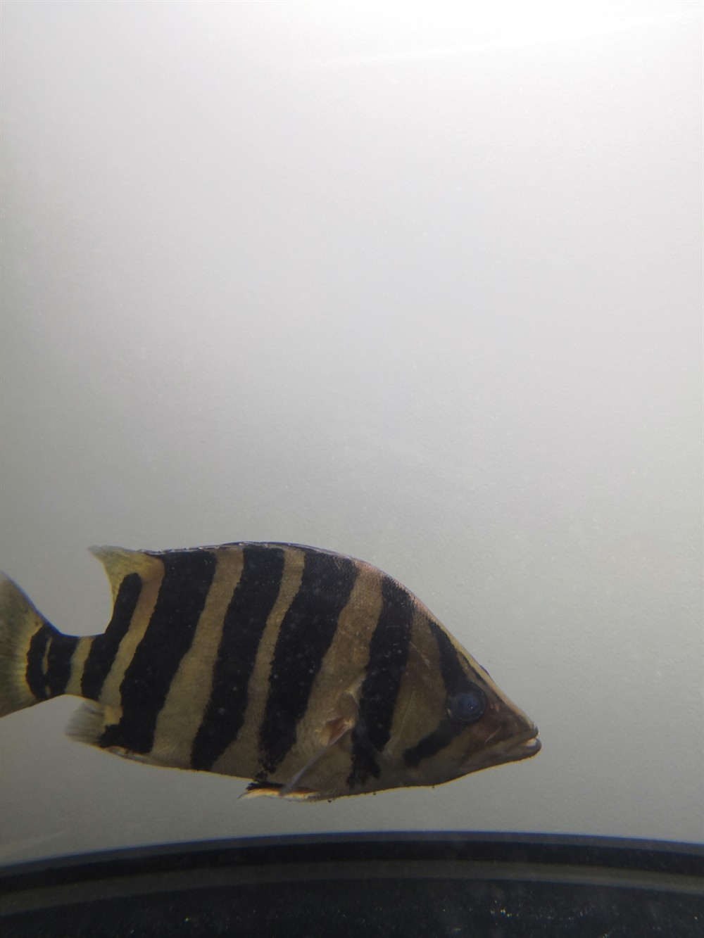 瀘州哪里有定做魚缸的地點，四川成都桑葚采摘桑葚采摘桑葚采摘園