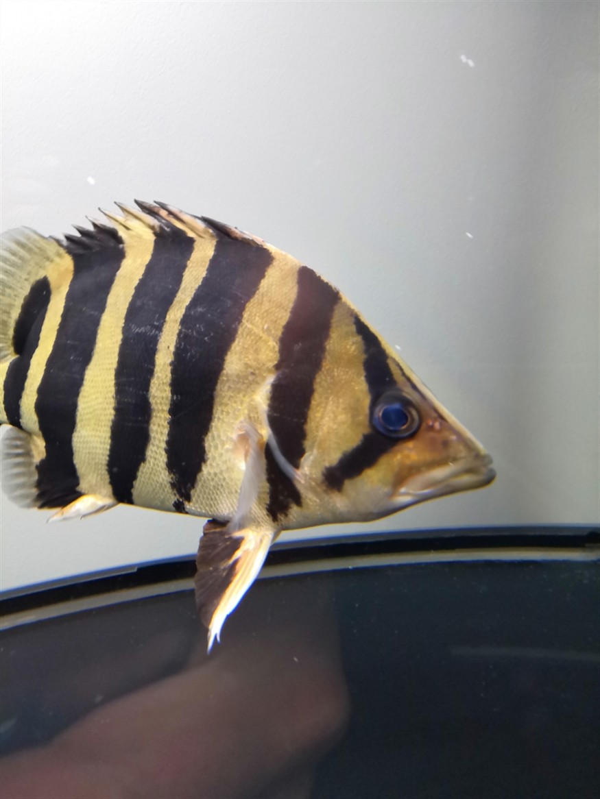 虎魚救急