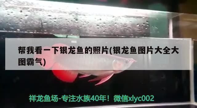 幫我看一下銀龍魚的照片(銀龍魚圖片大全大圖霸氣) 幫我看一下銀龍魚的照片(銀龍魚圖片大全大圖霸氣) 銀龍魚百科