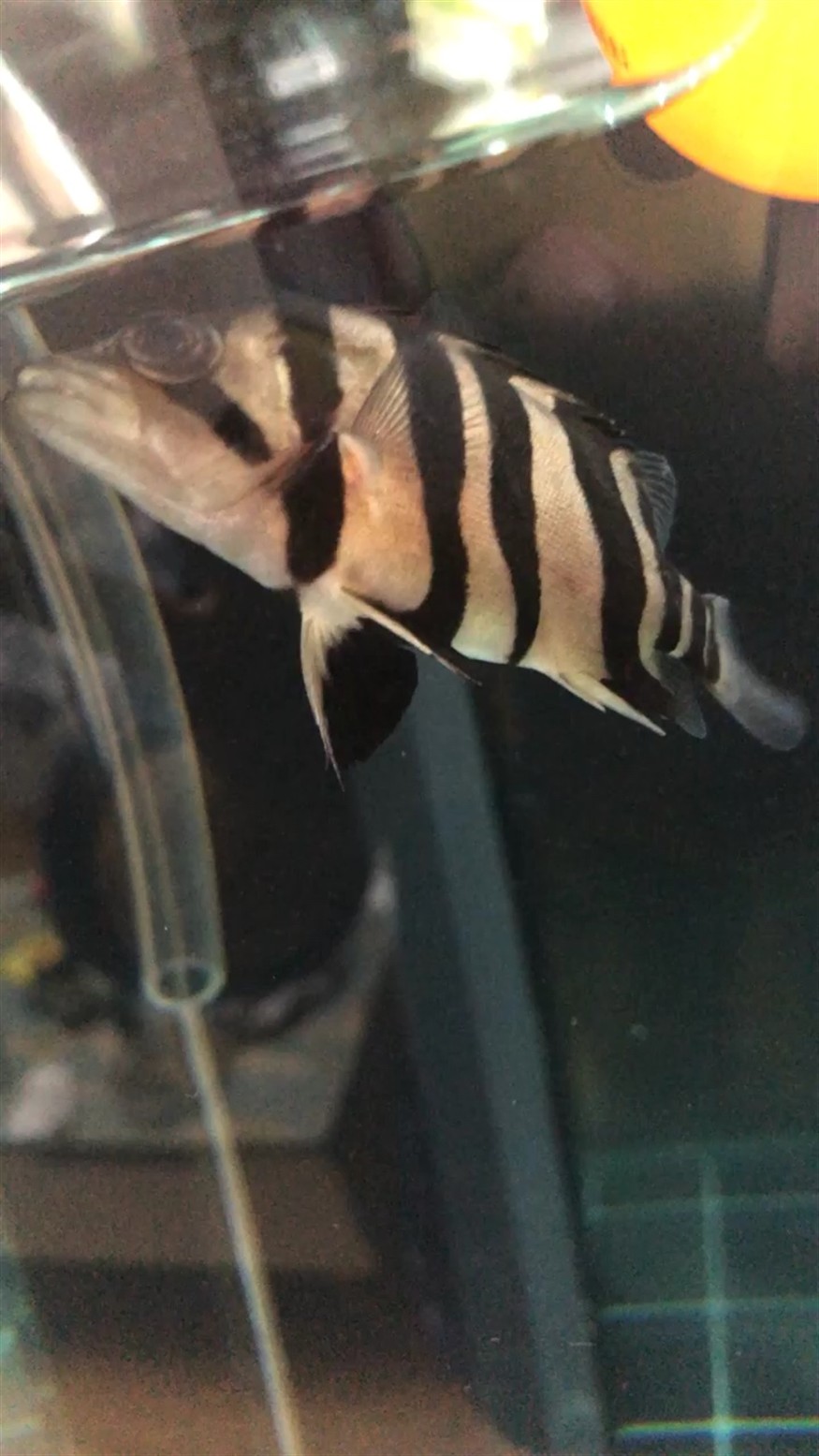 哪位師傅知道這個虎魚怎么了