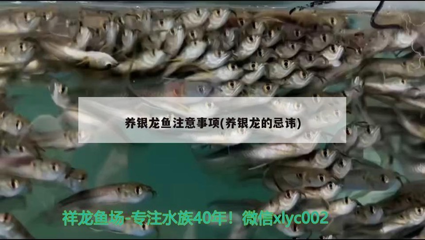 養(yǎng)銀龍魚注意事項(養(yǎng)銀龍的忌諱)
