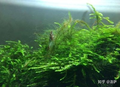 魚缸常見藻類：魚缸中常見的幾種藻類