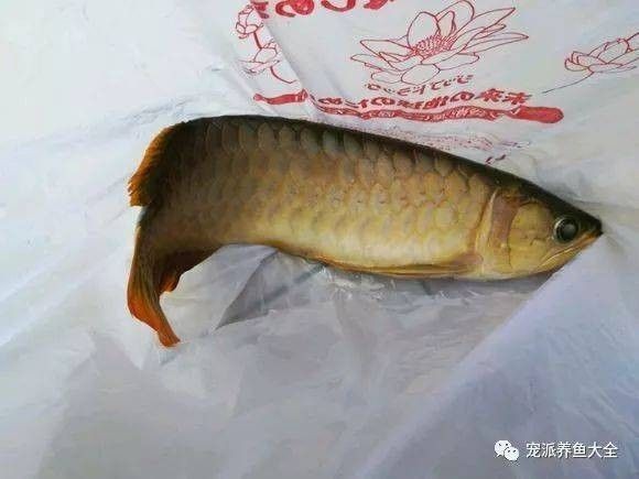 龍魚死了是什么原因導致的 龍魚死了是什么原因導致的 龍魚百科 第1張