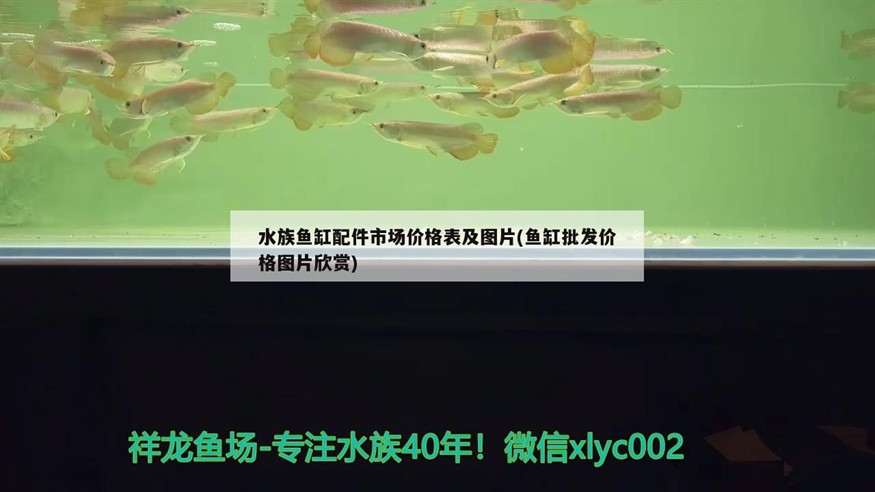 虎魚會不會餓死？