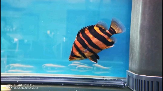 虎魚是不是不給喂飽？ 虎魚是不是不給喂飽？ 虎魚百科 第1張